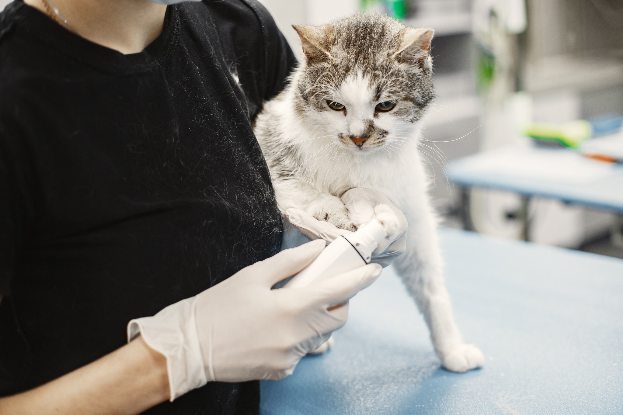 Assurance santé animaux frais vétérinaires